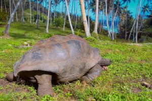 fregate-conservation-tortoises2