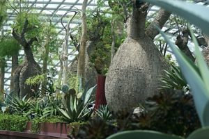 singapore-flower-dome-garden-by-the-bay